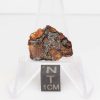 NWA 14492 Pallasite Meteorite 2.2g
