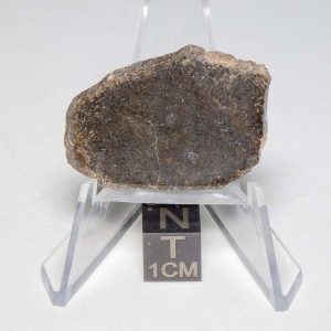 NWA 7499 Brachinite Meteorite 4.87g