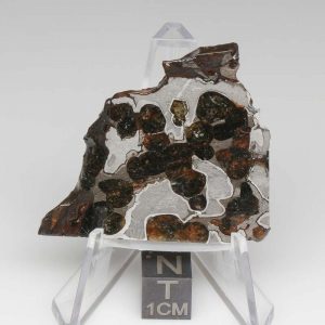 Brenham Pallasite Meteorite 19.8g