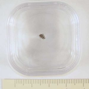 Claxton Meteorite Fragment Medium