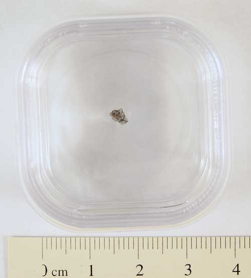 Claxton Meteorite Fragment Medium
