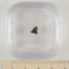 Dhofar 700 Meteorite Fragment #1