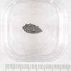 Moss Meteorite .324g
