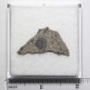 NWA N5957 Meteorite 2.7g