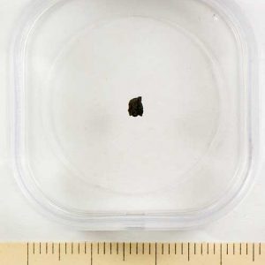 Nogoya Meteorite Fragment Medium