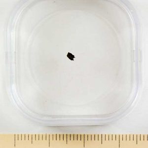 Nogoya Meteorite Fragment Small
