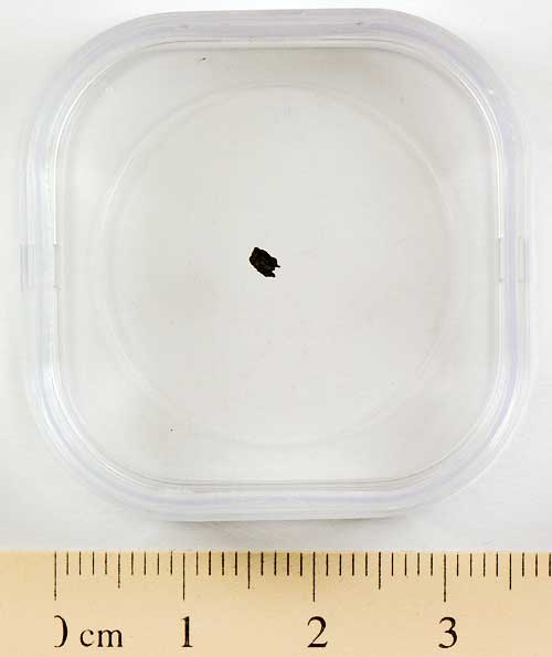 Nogoya Meteorite Fragment Small