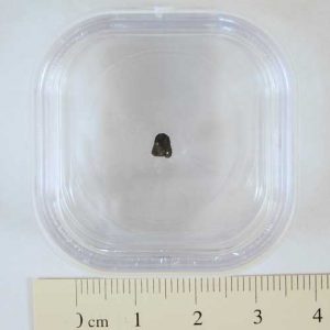 Tagish Lake Meteorite Fragment Large