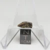 NWA 10964 Lunar Meteorite 0.39g