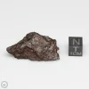 NWA 13790 Winonaite Meteorite 17.2g End Cut