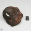 Wiluna H5 Meteorite Museum Specimen 300.24g