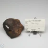 Wiluna H5 Meteorite Museum Specimen 300.24g