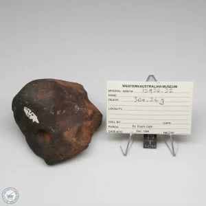 Wiluna H5 Meteorite Museum Specimen 300.24g
