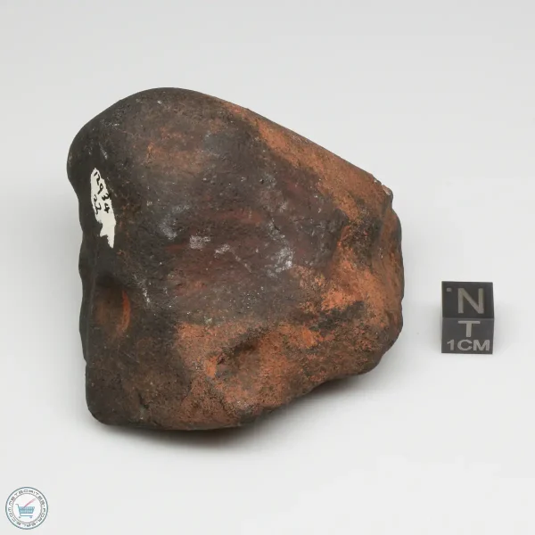 Wiluna H5 Meteorite Museum Specimen 300.24g