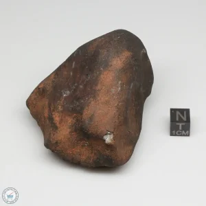Wiluna H5 Meteorite Museum Specimen 300.24g