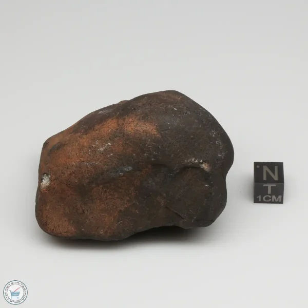Wiluna H5 Meteorite Museum Specimen 300.24g