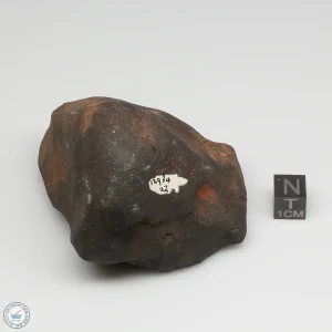 Wiluna H5 Meteorite Museum Specimen 300.24g