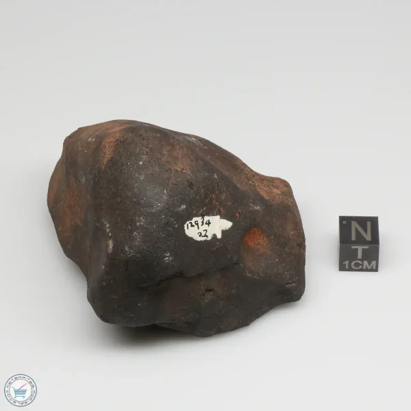Wiluna H5 Meteorite Museum Specimen 300.24g