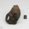 Wiluna H5 Meteorite Museum Specimen 300.24g