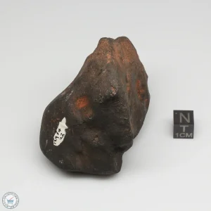 Wiluna H5 Meteorite Museum Specimen 300.24g