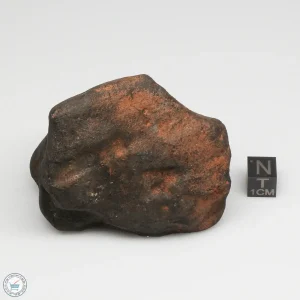 Wiluna H5 Meteorite Museum Specimen 300.24g