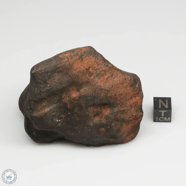 Wiluna H5 Meteorite Museum Specimen 300.24g