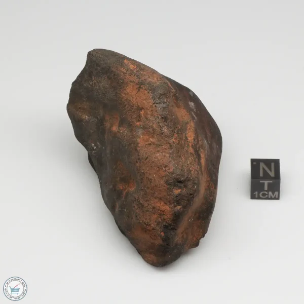 Wiluna H5 Meteorite Museum Specimen 300.24g