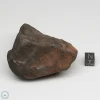 Wiluna H5 Meteorite Museum Specimen 300.24g