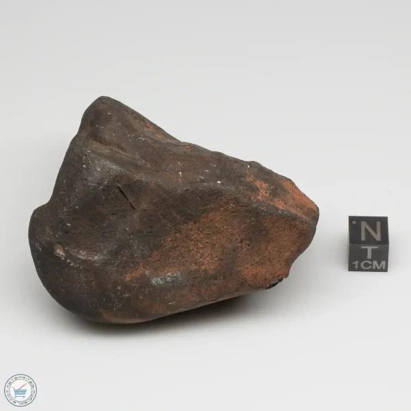 Wiluna H5 Meteorite Museum Specimen 300.24g