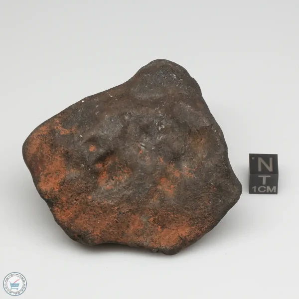 Wiluna H5 Meteorite Museum Specimen 300.24g