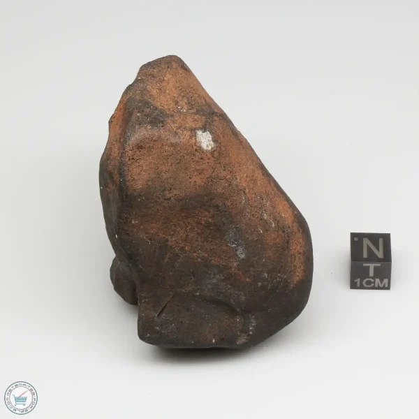 Wiluna H5 Meteorite Museum Specimen 300.24g
