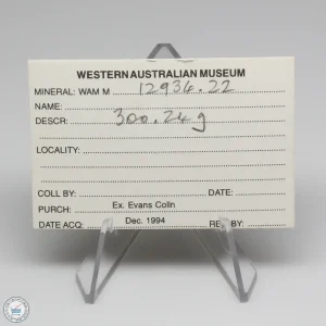 Wiluna H5 Meteorite Museum Specimen 300.24g