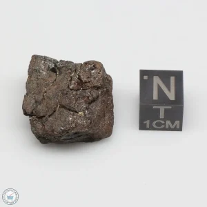 NWA 4482 Pallasite Meteorite 9.8g