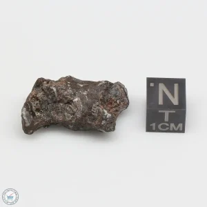 NWA 4482 Pallasite Meteorite 11.6g