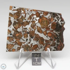 Brahin Pallasite Meteorite 33.6g
