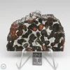 Sericho Pallasite Meteorite 24.1g