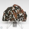 Sericho Pallasite Meteorite 24.0g