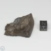 NWA 775 Meteorite 36.4g Part End Cut