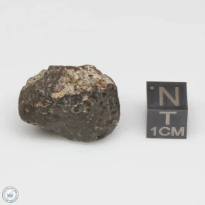NWA 869 Meteorite 13.3g