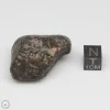 NWA 869 Meteorite 34.4g