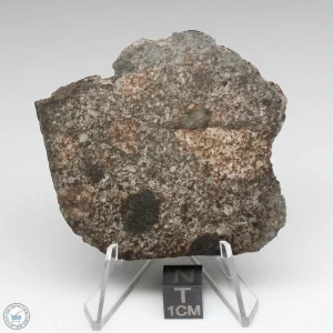 NWA 869 Meteorite 20.8g
