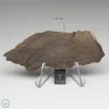 Al Haggounia 001 Meteorite 23.3g