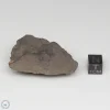 Al Haggounia 001 Meteorite 35.5g End Cut