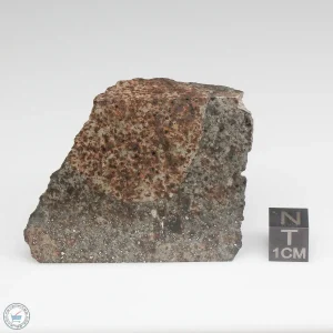 NWA 10731 Meteorite 53.5g Part End Cut