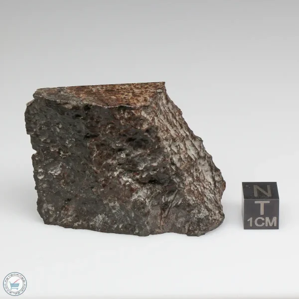 NWA 10731 Meteorite 53.5g Part End Cut
