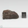 NWA 8008 Meteorite 19.1g Part End Cut