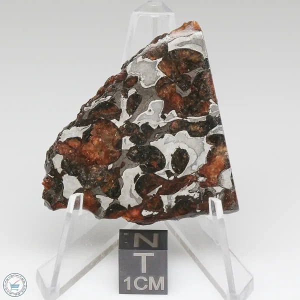 Sericho Pallasite Meteorite 15.8g