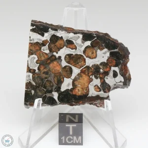 Sericho Pallasite Meteorite 19.9g