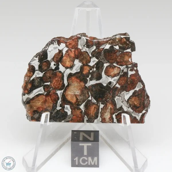 Sericho Pallasite Meteorite 17.1g
