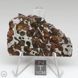 Sericho Pallasite Meteorite 29.0g